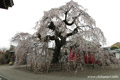 延命寺のしだれ桜