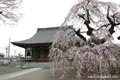 延命寺のしだれ桜