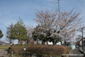 筑西市内のさくら　下岡崎近隣公園