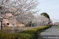 筑西市内のさくら　下岡崎近隣公園