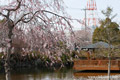 筑西市内のさくら　下岡崎近隣公園