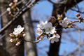 筑西市内のさくら　下岡崎近隣公園