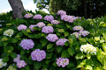 県西生涯学習センター沿道の花