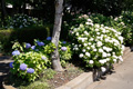 県西生涯学習センター沿道の花