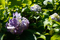 県西生涯学習センター沿道の花