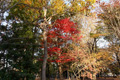 県西総合公園の紅葉