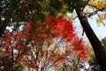 県西総合公園の紅葉