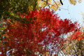 県西総合公園の紅葉