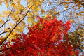 県西総合公園の紅葉