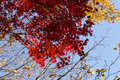 県西総合公園の紅葉