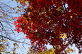 県西総合公園の紅葉