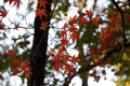 県西総合公園の紅葉