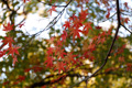 県西総合公園の紅葉