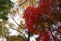 県西総合公園の紅葉