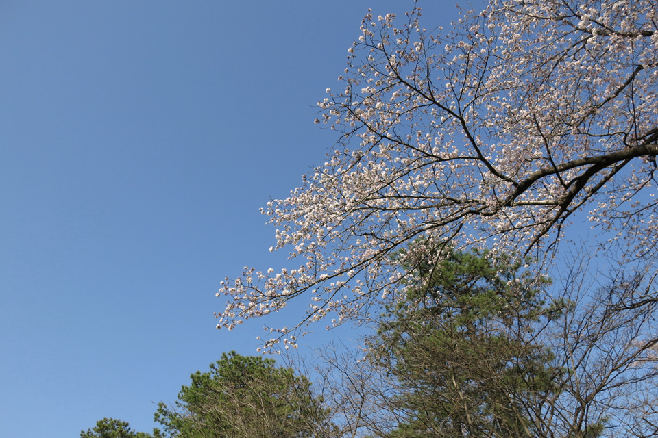 明野公民館のさくら