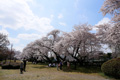 明野公民館のさくら