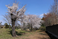 明野公民館のさくら