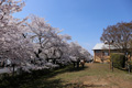 明野公民館のさくら