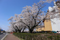 明野公民館のさくら