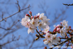 下岡崎近隣公園のさくら