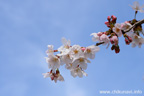 下岡崎近隣公園のさくら