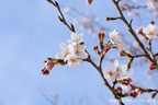 下岡崎近隣公園のさくら