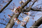 下岡崎近隣公園のさくら