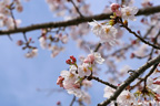 下岡崎近隣公園のさくら