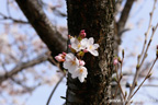 下岡崎近隣公園のさくら