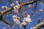 下岡崎近隣公園のさくら