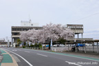 筑西市役所のさくら