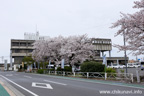 筑西市役所のさくら