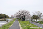 勤行川桜づつみのさくら