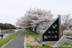 勤行川桜づつみのさくら