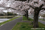 勤行川桜づつみのさくら