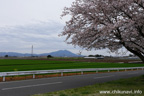 勤行川桜づつみのさくら