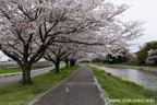 勤行川桜づつみのさくら