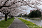 勤行川桜づつみのさくら