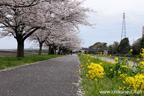 勤行川桜づつみのさくら