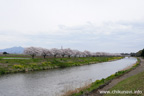 勤行川桜づつみのさくら