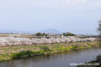 勤行川桜づつみのさくら