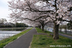 勤行川桜づつみのさくら