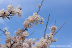 勤行川桜づつみのさくら