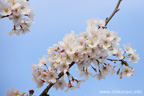 勤行川桜づつみのさくら