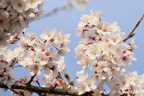 勤行川桜づつみのさくら