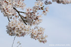 勤行川桜づつみのさくら