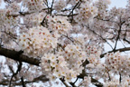 勤行川桜づつみのさくら