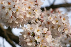 勤行川桜づつみのさくら