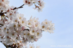 勤行川桜づつみのさくら