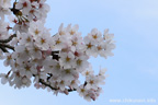 勤行川桜づつみのさくら